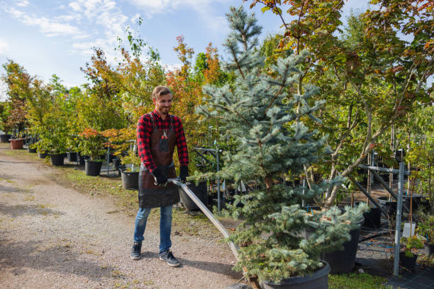 Best Palm Tree Trimming  in Belle Fourche, SD